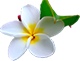 white plumer Hawaiian flower